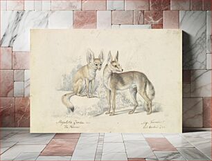 Πίνακας, Fennec of Bruce and Red Backed Fennec by Charles Hamilton Smith