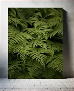 Πίνακας, Fern Leaves Close-Up Φτέρη Φύλλα Κοντινό πλάνο