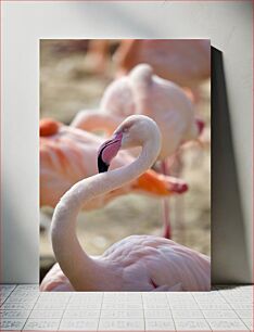 Πίνακας, Flamingo Close-up Φλαμίνγκο Γκρο πλαν