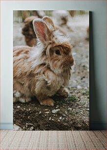 Πίνακας, Fluffy Rabbit in Natural Habitat Χνουδωτό κουνέλι σε φυσικό βιότοπο