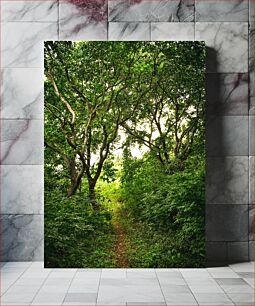 Πίνακας, Forest Pathway Forest Pathway