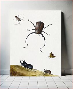 Πίνακας, Four Beetles and a Flying Stink Bug (1715) by Nicolaas Struyck