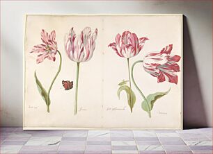 Πίνακας, Four Tulips: Boter man (Butter Man), Joncker (Nobleman), Grote geplumaceerde (The Great Plumed One), and Voorwint (With the Wind) by Jacob Marrel