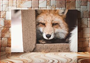 Πίνακας, Fox Close-Up Portrait Fox Close-up Portrait