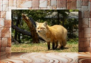 Πίνακας, Fox in the Forest Αλεπού στο δάσος