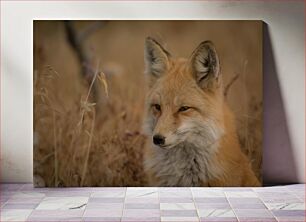 Πίνακας, Fox in the Grass Fox in the Grass