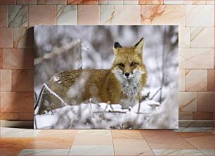 Πίνακας, Fox in Winter Snow Fox in Winter Snow