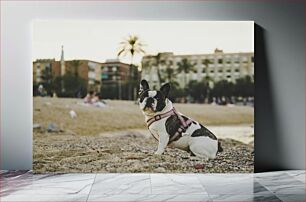 Πίνακας, French Bulldog at the Beach Γαλλικό μπουλντόγκ στην παραλία