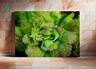 Πίνακας, Fresh Lettuce with Dew Drops Φρέσκο ​​μαρούλι με σταγόνες δροσιάς