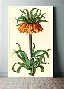 Πίνακας, Fritillaria imperialis (crown emperor) by Maria Sibylla Merian