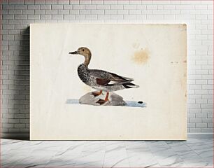 Πίνακας, Gadwall, 1830 - 1831, by Ferdinand von Wright