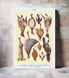 Πίνακας, Game II: Cock Widgeon, Dumb–bird, Blackbird, Pintail, French Partridge, Rabbit, Guinea Fowl, Partridge, Lark, Thrush, and Black Game from