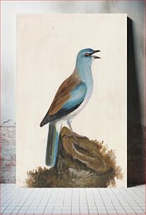 Πίνακας, Garrulous Roller (ca. 1790) by William Lewin