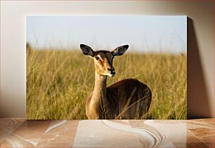 Πίνακας, Gazelle in the Grassland Gazelle in the Grassland