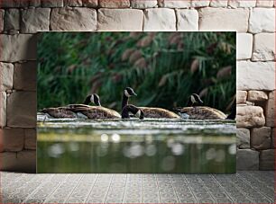 Πίνακας, Geese on a Lake Χήνες σε μια λίμνη