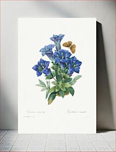 Πίνακας, Gentiana Acaulis by Pierre-Joseph Redouté (1759–1840)