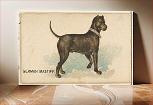 Πίνακας, German Mastiff, from the Dogs of the World series for Old Judge Cigarettes