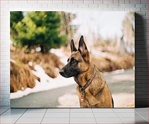 Πίνακας, German Shepherd in Nature Γερμανικός Ποιμενικός στη Φύση