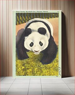 Πίνακας, Giant Panda, Brookfield Zoo, Chicago, Illinois