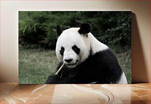 Πίνακας, Giant Panda Eating Bamboo Γιγαντιαίο Πάντα Τρώει Μπαμπού