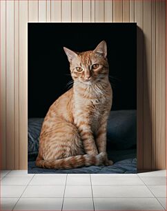 Πίνακας, Ginger Cat on Dark Background Γάτα τζίντζερ σε σκούρο φόντο