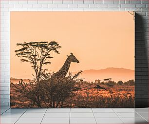 Πίνακας, Giraffe at Sunset Καμηλοπάρδαλη στο ηλιοβασίλεμα