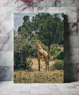 Πίνακας, Giraffe in the Wild Καμηλοπάρδαλη στην άγρια ​​φύση