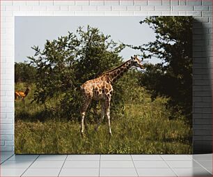 Πίνακας, Giraffe in the Wild Καμηλοπάρδαλη στην άγρια ​​φύση