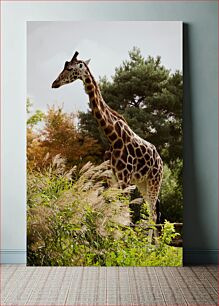 Πίνακας, Giraffe in the Wild Καμηλοπάρδαλη στην άγρια ​​φύση