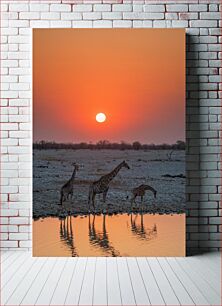 Πίνακας, Giraffes at Sunset Καμηλοπαρδάλεις στο ηλιοβασίλεμα