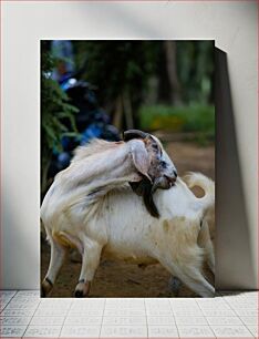 Πίνακας, Goat Scratching its Back Κατσίκα που ξύνει την πλάτη της