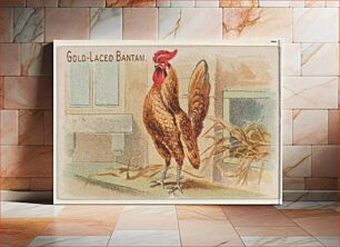 Πίνακας, Gold-Laced Bantam, from the Prize and Game Chickens series (N20) for Allen & Ginter Cigarettes