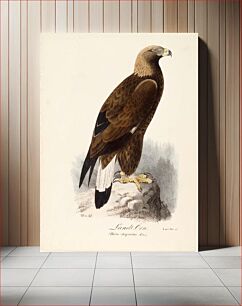 Πίνακας, Golden eagle, 1829, Magnus von Wright