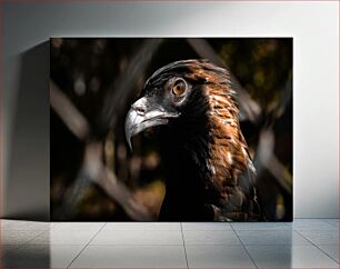 Πίνακας, Golden Eagle in Focus Golden Eagle στο Focus