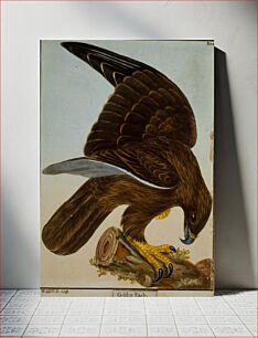 Πίνακας, Golden Eagle, No. 2