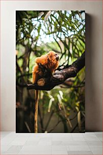 Πίνακας, Golden Lion Tamarin in its Habitat Το Golden Lion Tamarin στον βιότοπό του