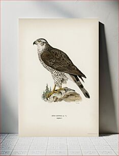 Πίνακας, Goshawk female (Accipiter gentilis) illustrated by the von Wright brothers