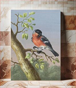 Πίνακας, Goudvink (Eurasian Bullfinch) by Barbara Regina Dietzsch (1706–1783)