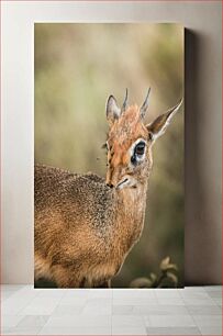 Πίνακας, Graceful Gazelle in the Wild Χαριτωμένη Gazelle in the Wild