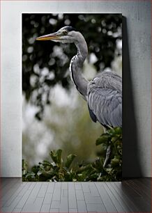 Πίνακας, Graceful Heron in Nature Χαριτωμένος ερωδιός στη φύση