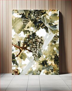 Πίνακας, Grape Vine Close-Up Κοντινό πλάνο σταφυλιού αμπέλου
