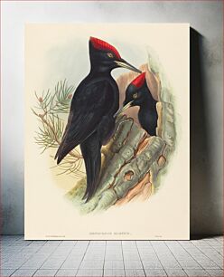 Πίνακας, Great Black Woodpecker (Dryocopus martius) by John Gould (1804–1881) and Henry Constantine Richter (1821-1902)