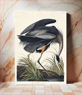 Πίνακας, Great blue Heron from Birds of America (1827) by John James Audubon, etched by William Home Lizars