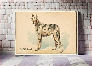 Πίνακας, Great Dane, from the Dogs of the World series for Old Judge Cigarettes