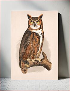 Πίνακας, Great horned owl. Bubo virginianus bon (1874) by L. Prang & Co.,