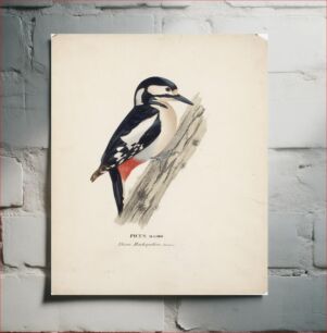 Πίνακας, Great spotted woodpecker, female, 1828 - 1838, Wilhelm von Wright