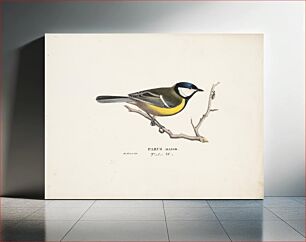 Πίνακας, Great tit, 1829, Wilhelm von Wright