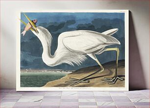 Πίνακας, Great White Heron from Birds of America (1827) by John James Audubon, etched by William Home Lizars