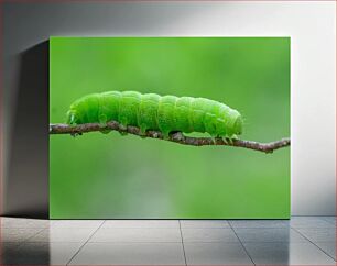 Πίνακας, Green Caterpillar on a Twig Πράσινη Κάμπια σε ένα κλαδί