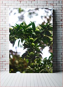 Πίνακας, Green Citrus Fruits on a Tree Πράσινα εσπεριδοειδή σε ένα δέντρο